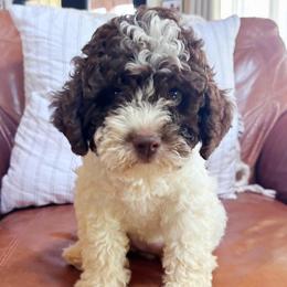 Female - White female Lagotto Romagnolo puppy in Talladega, Alabama from Boardwalk Water Dogs