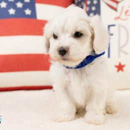 Frost - White male Maltipoo puppy in Salt Lake City, Utah from My Doodle Puppy