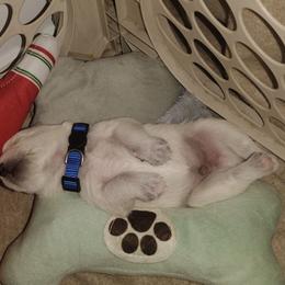 Otto - White male Miniature Schnauzer puppy in Carriere, Mississippi from Pea Patch Schnauzers