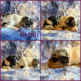 Rumi - White and blue merle female Border Collie puppy in Decatur, Alabama from Phantom Border Collies