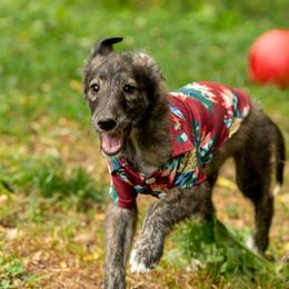 Greyhounds from Toulive Sighthounds