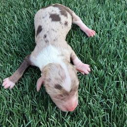 Taylor Swift - Brown merle female Aussiedoodle puppy in Bakersfield, California from Annie's Aussies