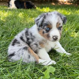 Angel - Blue merle female Australian Shepherd puppy in Franktown, Colorado from Double NB Livestock LLC