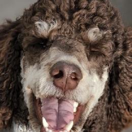 Bernedoodles, Bernese Mountain Dogs, and Poodles from Lost coast doodles