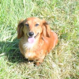 Dorthy - Dachshund