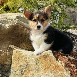 Daylee - Black and tan female Pembroke Welsh Corgi puppy in Manchester, Kentucky from Riverside Corgis