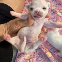 White and cream 7,000 female - White female Chihuahua puppy in Summerfield, Florida from Uey’s Chihuahuas