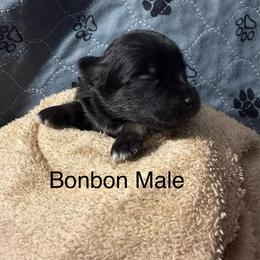 BonBon - Black and white male Pomsky puppy in Avoca, Michigan from Repurposed Paradise Farm