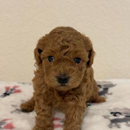 Delilah - Red  female Poodle puppy in Bedford, Texas from S.H.A.R.P.’s Toy Poodles