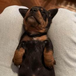 Tippy - Black and tan female Dachshund puppy in Fort Worth, Texas from Louis' Litters