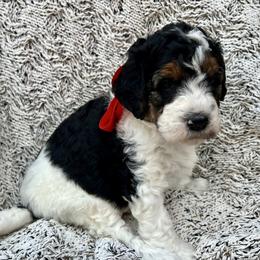 Snoopy Red Girl - Tri-color female Bernedoodle puppy in The Woodlands, Texas from Gracie's Goldendoodles and Bernedoodles