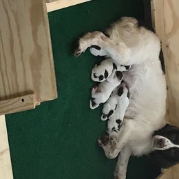 English Springer Spaniel Puppies from Bean Sidhe Springers
