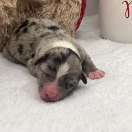 BMF - Blue merle female Miniature Australian Shepherd puppy in Norco, California from River Springs Aussies