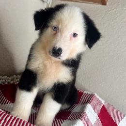 Oreo - Black tri-color male Australian Shepherd puppy in Polk City, Florida from Skaky Shepherds
