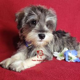 Boy 3 - male Miniature Schnauzer puppy in Fairhope, Alabama from Puppy Sugars Kennels