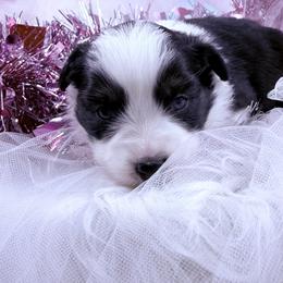 Breezy - Black tri female Miniature Australian Shepherd puppy in Dysart, Iowa from Graceful Acres