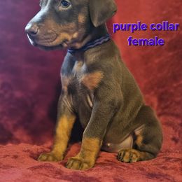 Doberman Pinscher Puppies from Kazimir Kennels of Indiana