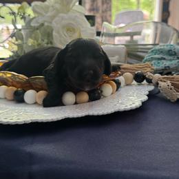 Jasper - Brindle male Dachshund puppy in Asheboro, North Carolina from With Love From Maggie