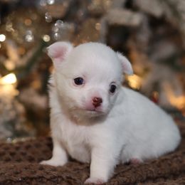Portia - Chocolate and white female Chihuahua puppy in Tulsa, Oklahoma from H-3 Chihuahuas