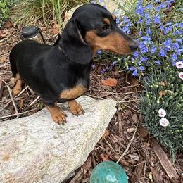 Dachshund Puppies from Whinebarkdachshunds LLC