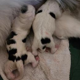 Siberian Husky Puppies from Royal Siberian AKC Huskies