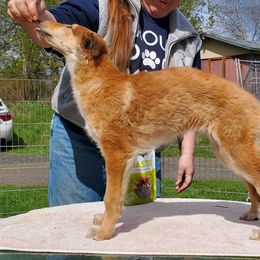 Loubov - Red sable female Borzoi puppy in Washougal, Washington from Agust Borzoi