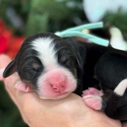 Davey - Tri-color male Bernese Mountain Dog puppy in Yuciapa, California from AlltheDoodlez_