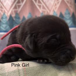 Pink Girl - Black female Labrador Retriever puppy in Lincoln, Nebraska from Labrador Retriever Breedings