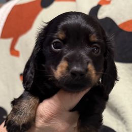 Black boy - Black and tan male Dachshund puppy in Franklin, Georgia from Lakeside Kennels of Franklin