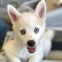 Leia - Pomsky puppy in Sudbury, Massachusetts from Teddy Bear Pomskies