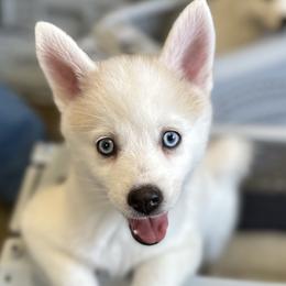 Leia - Pomsky puppy in Sudbury, Massachusetts from Teddy Bear Pomskies
