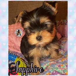 Sapphire - Black and tan female Yorkshire Terrier puppy in London, Kentucky from Soto Yorkies
