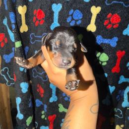 Yellow Collar - Black and rust female Doberman Pinscher puppy in Canton, Ohio from Aaliyah’s Dobies