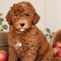 Honey - Red  female Goldendoodle puppy in Yuciapa, California from AlltheDoodlez_