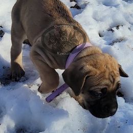 Cane Corso Puppies from Overwatch Kennels