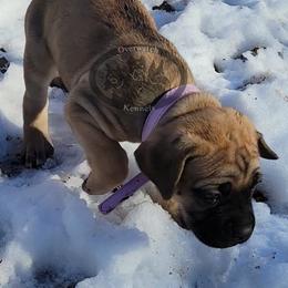 Cane Corso Puppies from Overwatch Kennels