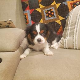 Border Collie and Cavalier King Charles Spaniel Puppies from Magnolia Acres