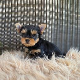 Sofia - Blue and gold female Yorkshire Terrier puppy in Battle Ground, Washington from Joyful Yorkies