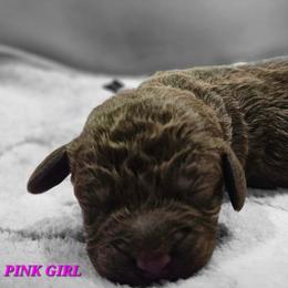 Pink Girl - Liver female Bedlington Terrier puppy in Rincon, Georgia from Prismic Bedlington Terriers