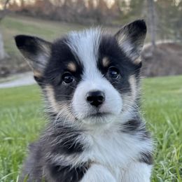 American Corgis, Australian Cattle Dogs, and Pembroke Welsh Corgis from Tompkins Farm