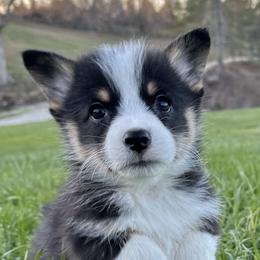 American Corgis, Australian Cattle Dogs, and Pembroke Welsh Corgis from Tompkins Farm
