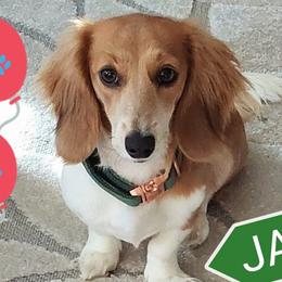 Jade - Dachshund