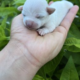 Flora - Cream female Chihuahua puppy in Delaplane, Virginia from CMW Interstellar Kennel