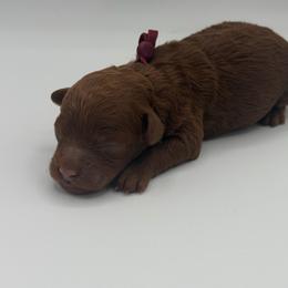 Autumn - Red  female Poodle puppy in Southampton, New Jersey from Lavishly Loved Pets LLC