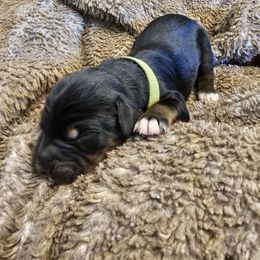 Doodle - Tri-color male Bernedoodle puppy in Candia, New Hampshire from Joyful Pastures Homestead