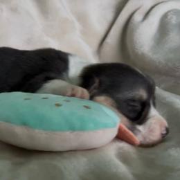 AKC RHT Blue - Black and tan female Pembroke Welsh Corgi puppy in Summerfield, Florida from Promise Land Farm