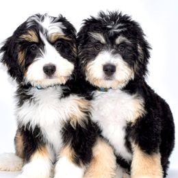 Australian Labradoodles, Bernedoodles, and Goldendoodles from Silver Creek Doodles