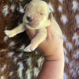 Lime collar - Golden female Golden Retriever puppy in Jesup, Georgia from Painted Platinum Retrievers (Painted Platinum Kennel) PPK
