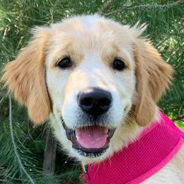 Golden Retrievers and Working Dog Crosses from Level Up Retrievers