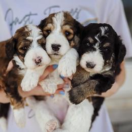 Bernedoodle and Goldendoodle Puppies from Best Quality Doodles